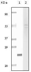 Fibulin 5 Antibody in Western Blot (WB)