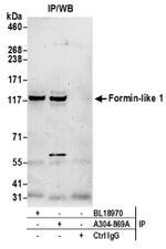 Formin-like 1/FMNL1 Antibody in Immunoprecipitation (IP)