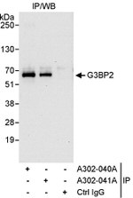 G3BP2 Antibody in Immunoprecipitation (IP)