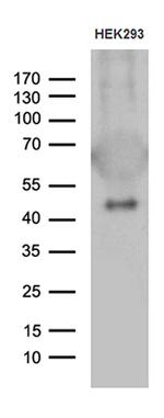 GABPB1 Antibody in Western Blot (WB)