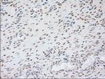 GAD1 Antibody in Immunohistochemistry (Paraffin) (IHC (P))