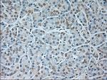 GAD1 Antibody in Immunohistochemistry (Paraffin) (IHC (P))