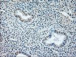 GAD1 Antibody in Immunohistochemistry (Paraffin) (IHC (P))