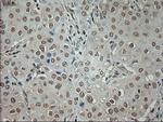 GAD1 Antibody in Immunohistochemistry (Paraffin) (IHC (P))