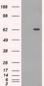 GAD1 Antibody in Western Blot (WB)