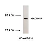 GADD45A Antibody in Western Blot (WB)