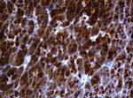 GADD45G Antibody in Immunohistochemistry (Paraffin) (IHC (P))