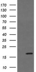 GADD45G Antibody in Western Blot (WB)