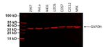 GAPDH Loading Control Antibody in Western Blot (WB)