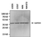 GAPDH Antibody in Western Blot (WB)