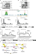 SF3B1 Antibody in Western Blot (WB)