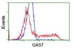 GAS7 Antibody in Flow Cytometry (Flow)