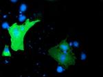 GAS7 Antibody in Immunocytochemistry (ICC/IF)