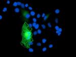 GAS7 Antibody in Immunocytochemistry (ICC/IF)