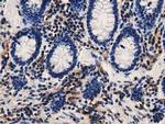 GAS7 Antibody in Immunohistochemistry (Paraffin) (IHC (P))