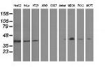 GAS7 Antibody in Western Blot (WB)