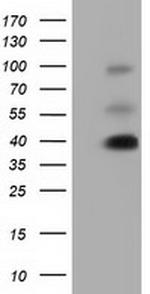 GAS7 Antibody in Western Blot (WB)