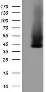 GAS7 Antibody in Western Blot (WB)