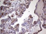 GBA Antibody in Immunohistochemistry (Paraffin) (IHC (P))