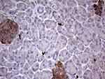 GBA Antibody in Immunohistochemistry (Paraffin) (IHC (P))