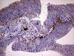 GBA Antibody in Immunohistochemistry (Paraffin) (IHC (P))