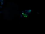 GBAS Antibody in Immunocytochemistry (ICC/IF)