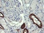 GBAS Antibody in Immunohistochemistry (Paraffin) (IHC (P))