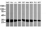 GBAS Antibody in Western Blot (WB)