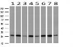 GBAS Antibody in Western Blot (WB)