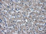 GBE1 Antibody in Immunohistochemistry (Paraffin) (IHC (P))