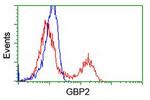 GBP2 Antibody in Flow Cytometry (Flow)