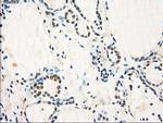 GBP2 Antibody in Immunohistochemistry (Paraffin) (IHC (P))