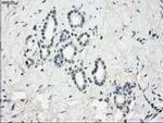 GBP2 Antibody in Immunohistochemistry (Paraffin) (IHC (P))