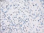 GBP2 Antibody in Immunohistochemistry (Paraffin) (IHC (P))