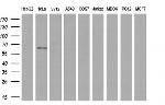 GBP2 Antibody in Western Blot (WB)