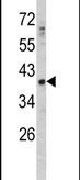 GDF1 Antibody in Western Blot (WB)