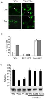 GFP Antibody in Western Blot (WB)