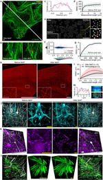 GFP Antibody in Immunohistochemistry (IHC)