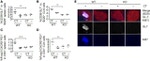 GL7 Antibody