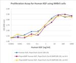 PeproGMP® Human FGF-7 (KGF) Protein in Functional Assay (Functional)