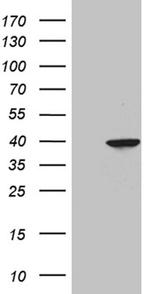 GMPR Antibody in Western Blot (WB)