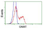 GNMT Antibody in Flow Cytometry (Flow)