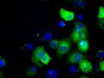 GORASP1 Antibody in Immunocytochemistry (ICC/IF)