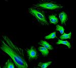 Rat IgG (H+L) Highly Cross-Adsorbed Secondary Antibody in Immunocytochemistry (ICC/IF)