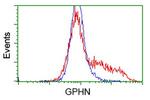 GPHN Antibody in Flow Cytometry (Flow)