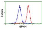 GPHN Antibody in Flow Cytometry (Flow)