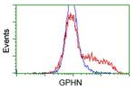 GPHN Antibody in Flow Cytometry (Flow)