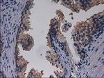 GPHN Antibody in Immunohistochemistry (Paraffin) (IHC (P))