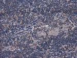 GPHN Antibody in Immunohistochemistry (Paraffin) (IHC (P))