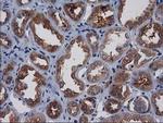 GPHN Antibody in Immunohistochemistry (Paraffin) (IHC (P))